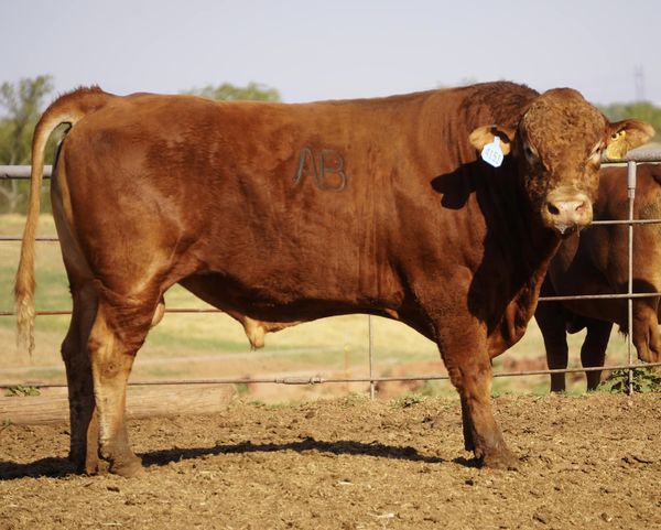 Full blood Akaushi Bull ABN # 4151